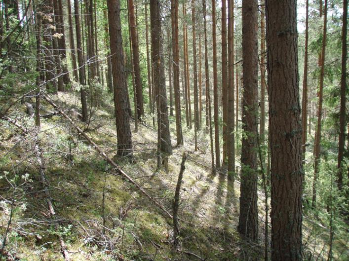 Luontotyypin uhanalaisuus: Harjumetsien valorinteet EN (Etelä-Suomi) Kohteelta poistetaan hakkuutähteet ja kasvatettavaksi kelpaamaton pienpuusto.