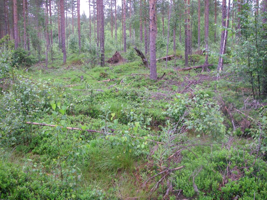 kesällä 2008 (Emmi Lehkonen). Kuva 8.