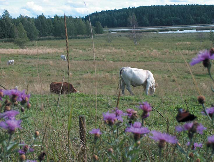 Kuva 41. Laidunnus on luontainen keino luonnon monimuotoisuuden ylläpitämiseksi.