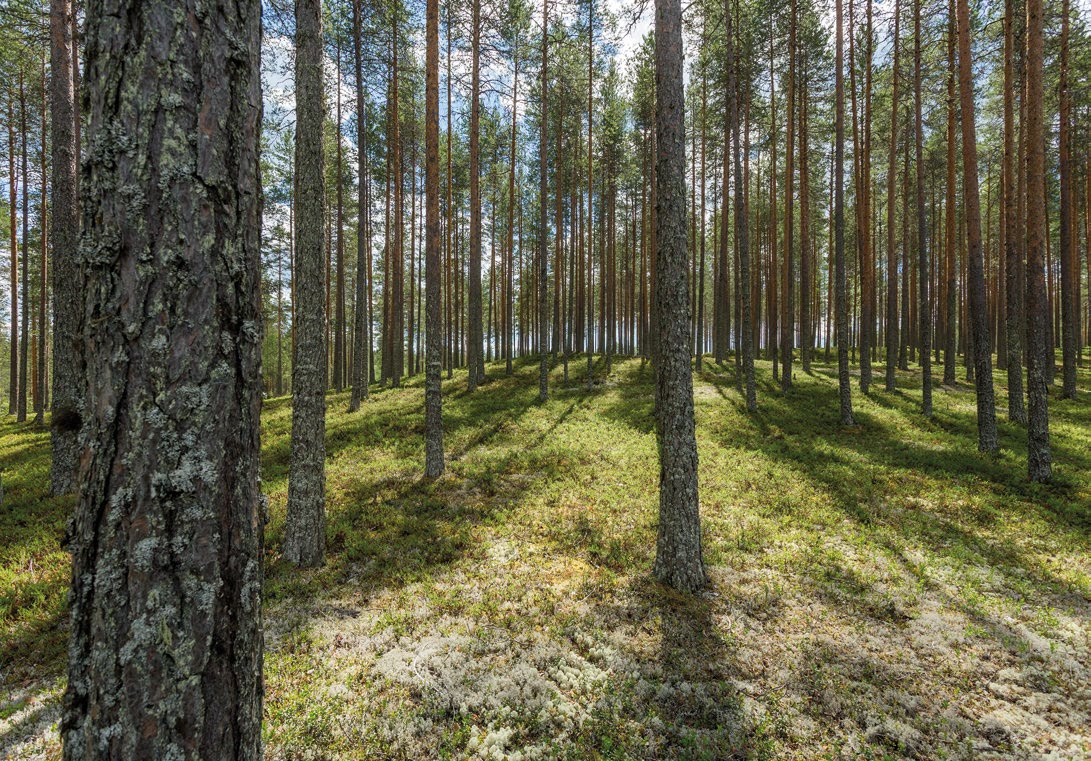 Vastuullista hankintaa koko toimitusketjussa Hankinnoilla on merkittävä rooli UPM:n toiminnan tehokkuuden ja kannattavuuden turvaamisessa.