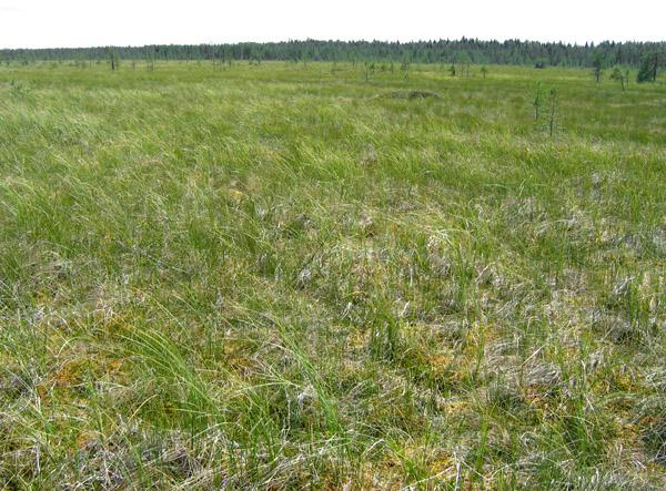 Kuivahtuneessa nevassa tavataan sammalistossa nevalajiston ohella punarahkasammalta (Sphagnum magellanicum), ruskorahkasammalta (Sphagnum fuscum).