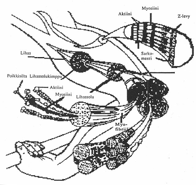 9 Kuva 2. Lihaksen rakenne (Häkkinen 1990). Sähköinen supistumiskäsky lihakseen tulee motorista hermoa pitkin.