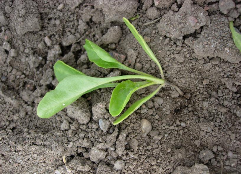 Taimipolte Suomessa pahimmat taimistotuhot aiheutuvat taimipoltteesta Aiheuttavat maassa elävät Aphanomyces-, Pythium-, Fusarium-,