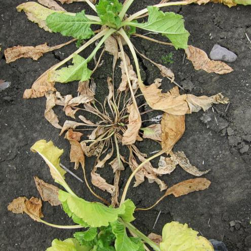 Rhizoctonia solani- sientä kaikissa juurikasmaissa Ongelmana huonokuntoisissa maissa Maa on tiivistynyt,