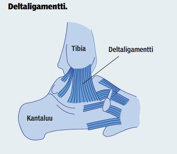 Lateraaliset nivelsiteet ovat herkimmin alttiita vammoille ja ne yleensä vaurioituvat nilkan nyrjähdysvammoissa. (Platzer 2009, 224 227.) Kuva 2.