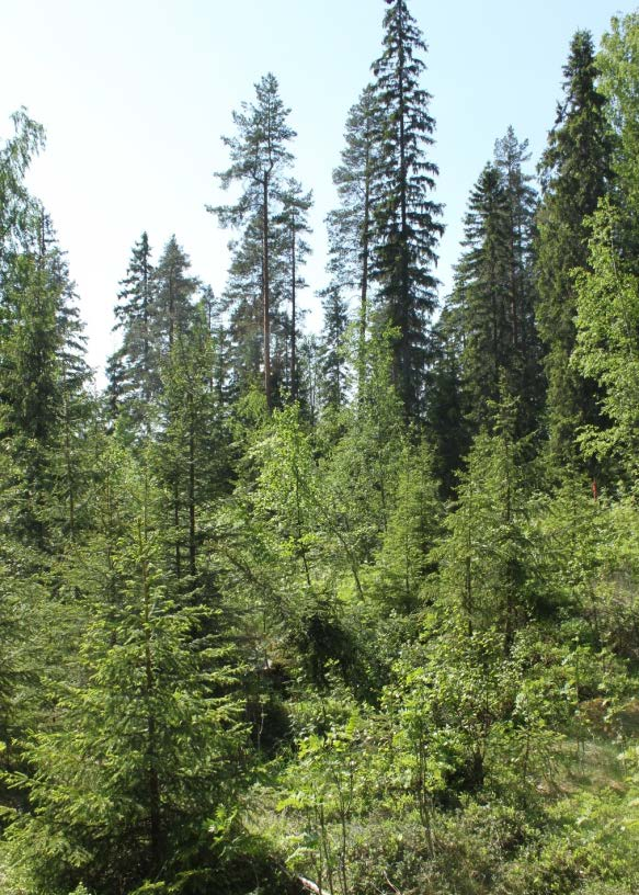 Pienaukkohakkuu Pienaukkohakkuu ajoitetaan maaston kantavuuden mukaan. Juurikäävän riskialueella kantojen käsittely suoja-aineella korjuussa sulan maan aikana.