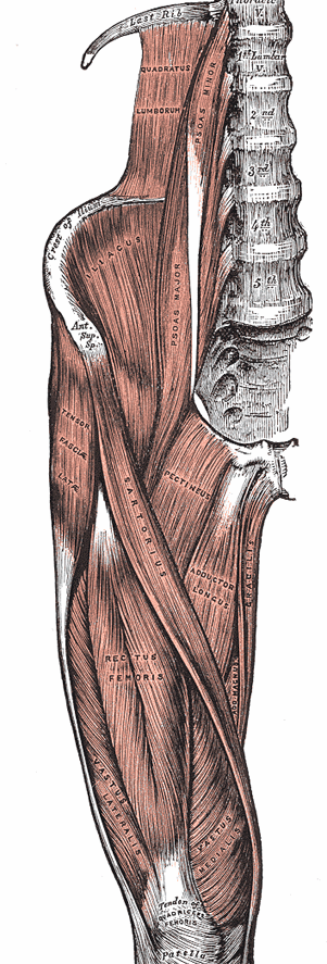 biceps femoris (takareisi, hamstring) m. quadratus lumborum (neliömäinen lantiolihas) m. gluteus minimus (pieni pakaralihas) m. piriformis (päärynänmuotoinen lihas) m. gemellus (kaksoslihas) m.