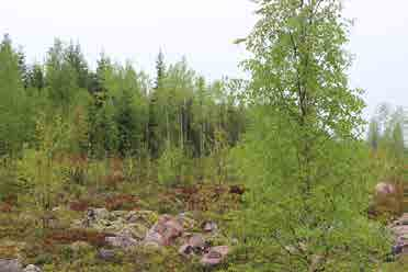 Sähkölinjan reitti seuraa kuitenkin arvokkaamman ja vanhempipuustoisen osan luoteis- ja eteläpuolella metsätietä, eikä sijoitu luontokohteelle. Kuva 12.