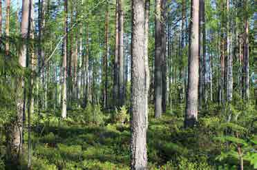 Etelänevan kohdalla reitti seuraa suon koillispuolella sijaitsevan harjua pitkin kulkevaa metsätietä, josta se jatkuu kaakkoon männiköiden ja ojitettujen rämeiden kautta. Kuva 18.