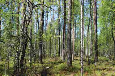 Natura-alueen rajalle matkaa linjalta on noin kilometri. Kuirinevaa ei kartoitettu tarkemmin. Kuirinoja on turvemaiden halki juokseva puro.
