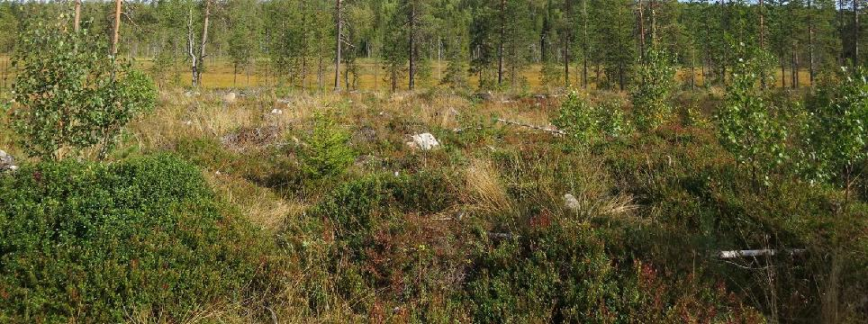 Näkymä kohti suoaluetta, jonka kautta johtoreittivaihtoehto ve 1.2 kulkisi Pitkäjärven pohjoispuolella.