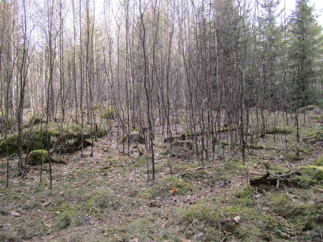 Tiheä- ja kitukasvuisia koivikoita sekä muita puustoalueita on hyvä raivata Lempisaaressa ennen laiduntamisen aloittamista.