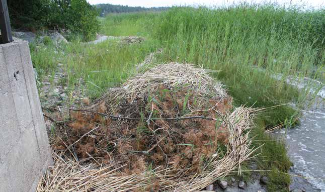 Monet laidunurakoitsijat ovat kiinnostuneita vähintään kymmenen hehtaarin kokoisista laidunkokonaisuuksista, sillä riittävän laajoille laidunalueille kannattaa tuoda eläimiä hiukan kauempaakin.