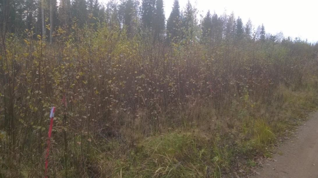 3.3 Sienitutkimuksen aineiston hankinta ja analysointi Tutkimusalueena toimi Gasumin kaasulinja Iitin Haapakimolassa. Metsäntutkimuslaitos perusti kaasulinjalle tutkimusalueen 30. 31.5.2013.