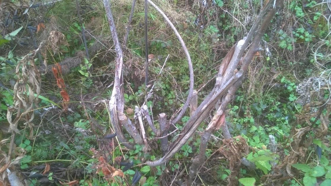 Kuva 3. Kuvassa kantoja 2.5 vuotta glyfosaattikäsittelyn jälkeen. Glyfosaattia on nykyisten säädösten mukaan hyväksyttävää käyttää 30.6.2016 asti (Tukes lehdistötiedote 8.3.2016).