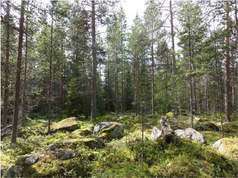 Karsikon alueen kasvillisuudessa näkyy alueen sijainti Lapin kolmion alueella, missä kallioperän rehevyys vaikuttaa kasvupaikkojen rehevyyteen.