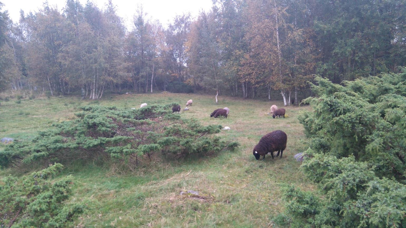 Eläinten hyvinvointikorvaus lampaille ja vuohille Esityksessä punaisella