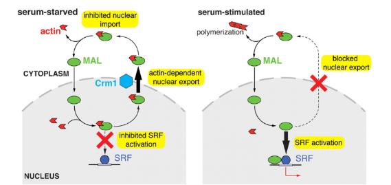 3 (37) nomeerejä, koska aktiinin polymerisaatio on vähäistä. Nämä estävät MAL-proteiinin paikantumisen tumaan inhiboimalla sen kuljetusta sisään tumaan ja edistämällä sen kuljetusta ulos tumasta.