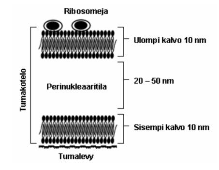 5 (37) 2.2 Tumalevyn proteiinit Solussa kaksinkertainen lipidikalvosto erottaa tuman solulimasta (kuva 4). Ulompi kalvo liittyy endoplasmakalvostoon.