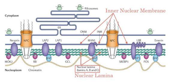 6 (37) LBR on transmembraaniproteiini, joka sisältää kahdeksan transmembraanidomeenia ja kiinnittyy vain B-tyypin lamiiniin. [13, 14.] Kuva 5 Laminaproteiinien sijoittuminen tumalevylle [15] 2.