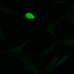 24 (37) Kuvassa 14 nähdään fluoresenssimikroskooppikuva muokatusta LBR-proteiinista. Tuman sisäinen signaali on selvästi voimakkaampi kuin kuvassa 13.