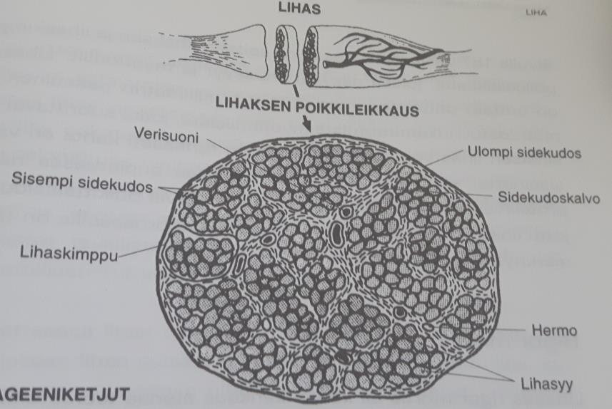 välille muodostuu niitä lyhentäviä poikittaissidoksia, jotta lihas voi liikkua. Tällä biokemiallisella prosessilla on tärkeä merkitys lihan mureudelle. (Dahlgren 1994, 186 188.