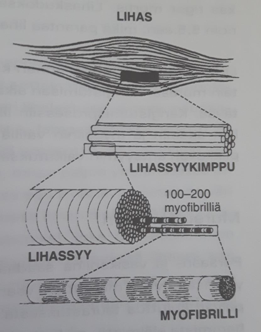 Kuva 2. Lihaksen rakentuminen (Dahlgren, 1994). 2.2 Rigor mortis Kemialliset prosessit jatkuvat elimistössä, vaikka eläimen elämä päättyy teurastukseen.