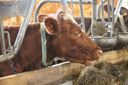 16 enemmän ja kuiva-ainemäärä alkaa lisääntyä. Säilörehussa tavoitearvona valkuaispitoisuudelle pidetään 13 17 % kuiva-aineessa eli 130 170 g/kg ka, joka riittää lehmän tarpeisiin.
