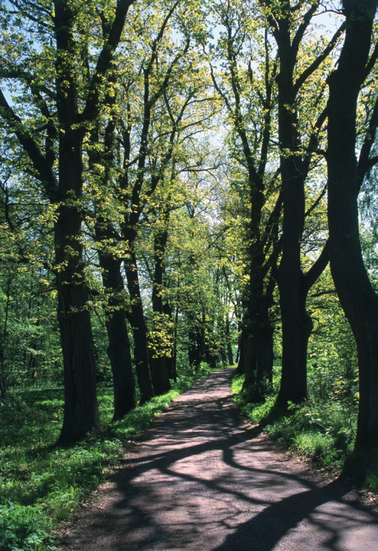 teksti Ella Räty kuvat Ella Räty ja Puutarhaliiton kuva-arkisto Täysikasvuisten tammien (Quercus robur) kujanne tuo paikkaan arvokkaan leiman.