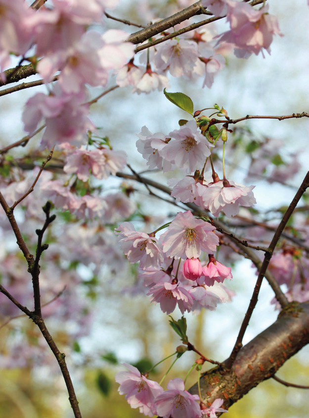Piha kaipaa puita Koristekirsikka Accolade (Prunus-risteymä) ja muut vaaleanpunaiset kirsikat menestyvät lämpimillä paikoilla Etelä-Suomessa.