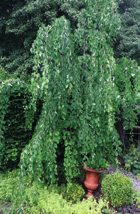 Punapyökki Atropunicea ja muut euroopanpyökin (Fagus sylvatica) viljelymuodot ovat menestyessään puutarhurin ylpeydenaiheita. Pyökit pärjäävät meillä lämpimillä paikoilla vyöhykkeellä I.