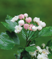 3 Ruusuorapihlaja Paul s Scarlet (Crataegus x media) on suosittu pihapuu Etelä- Suomessa. Samannäköisellä ja harvinaisemmalla Rosea Plena -lajikkeella on vaaleammat kerrannaiskukat.