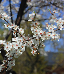 I II 3 5 m 6 4 Purppuraomenapuu Linnanmäki (Malus Purpurea- Ryhmä) kukkii kesäkuun alussa. Löytöpaikallaan Helsingissä puu on matala, lähes pensasmainen.