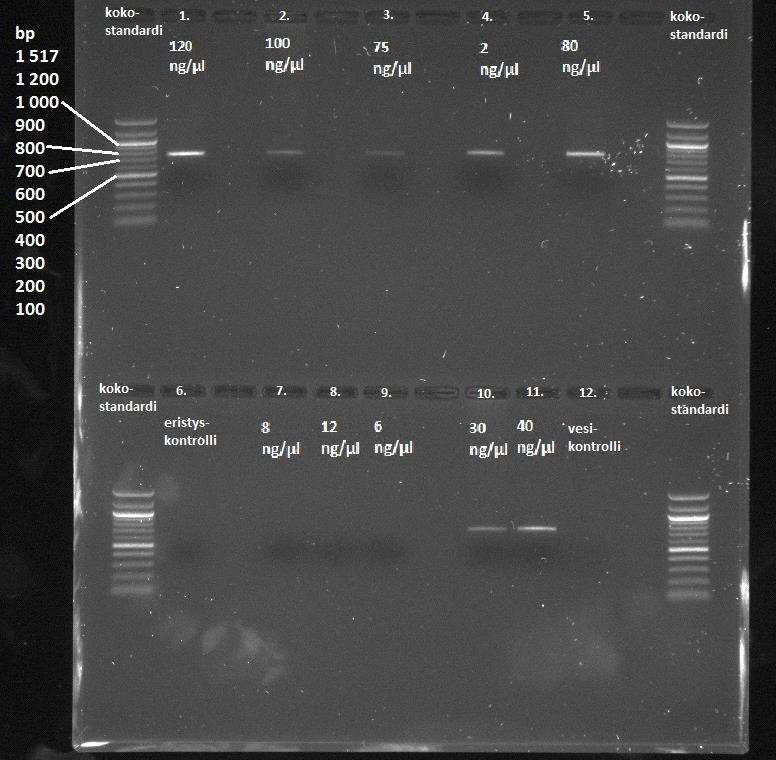 18 Kuvassa 7 on esimerkki PCR:llä monistetun, noin 700 emäsparin kokoisen CO1-geenin analyysistä 1 % agaroosigeelielektroforeesilla. Templaattina käytettiin 1. - 3. raaka kala, 4. silli, 5.