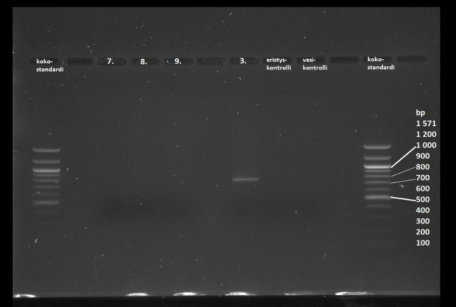19 ole PCR:ssä monistuvaa DNA:ta. Kuvassa 9 oleva näyte 3 kuvaa onnistunutta uusinta- PCR. Kuva 8. Aiemmista PCR-tuotteista tehty uusinta-pcr. Templaattina oli käytetty 1. - 3. raaka kala, 4.