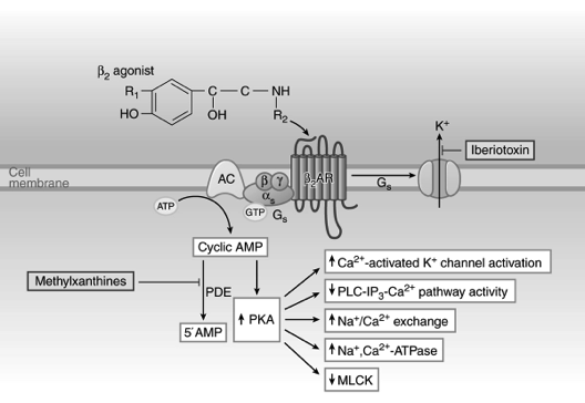 β 2 -sympatomimeettien vaikutusmekanismi β 2 -sympatomimeetit Lyhytvaikutteiset (3-6 h) salbutamoli terbutaliini fenoteroli Pahenemisvaiheen/kohtausten ensiapuhoito Oireiden ehkäisyyn ennen rasitusta