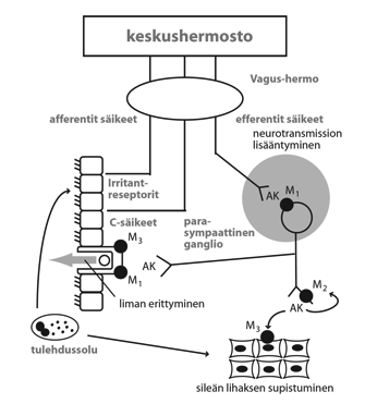 Yhdessä glukokortikoidien kanssa Yöllisten astmaoireiden hoitoon β 2 -sympatomimeettien haitat Inhalaatioiden haitat melko vähäisiä Suuret annokset (systeeminen anto, per os) Lihasvapina (suora