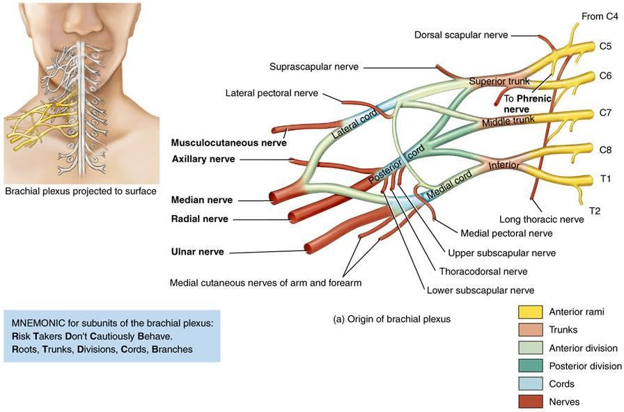 16 Kuvio 4 Hermojen rakenteet (Tortora & Derrickson 2011) Ihojaokkeet eli dermatomit ovat ihomme tuntoalueita, joita kutakin hermottaa yksi selkäydinhermo.