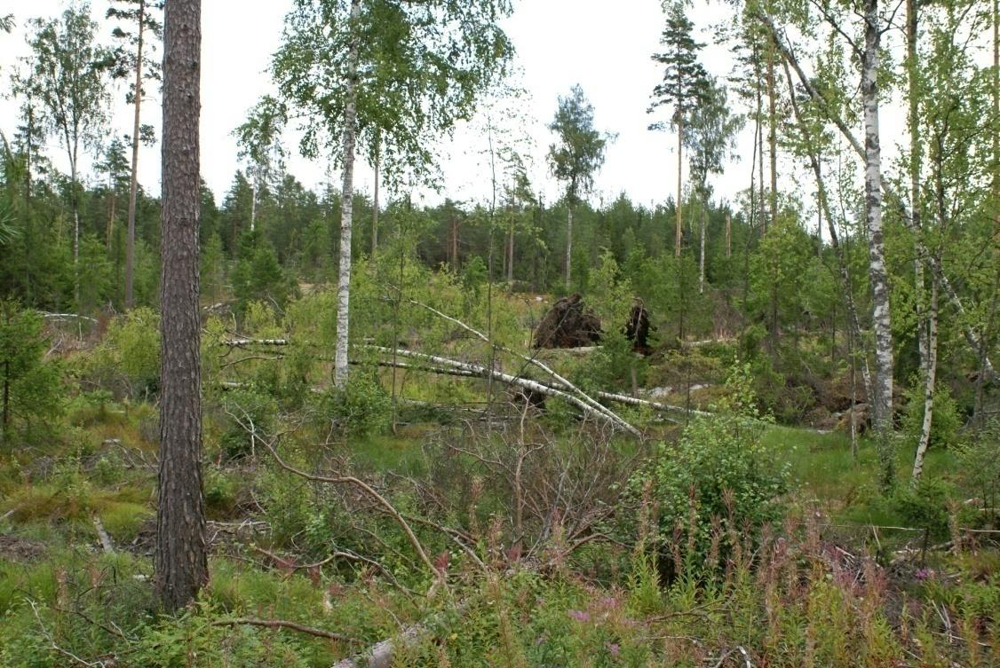 1 YMPÄRISTÖVAIKUTUSTEN ARVIOINTISELOSTUS Kiainesten otto Sipoon Linnanpellon kylässä tiloilla Honkala II RN:o 28:1 ja Mattila II RN:o 30:0 Kuva suunnitellulta maanottopaikalta länteen
