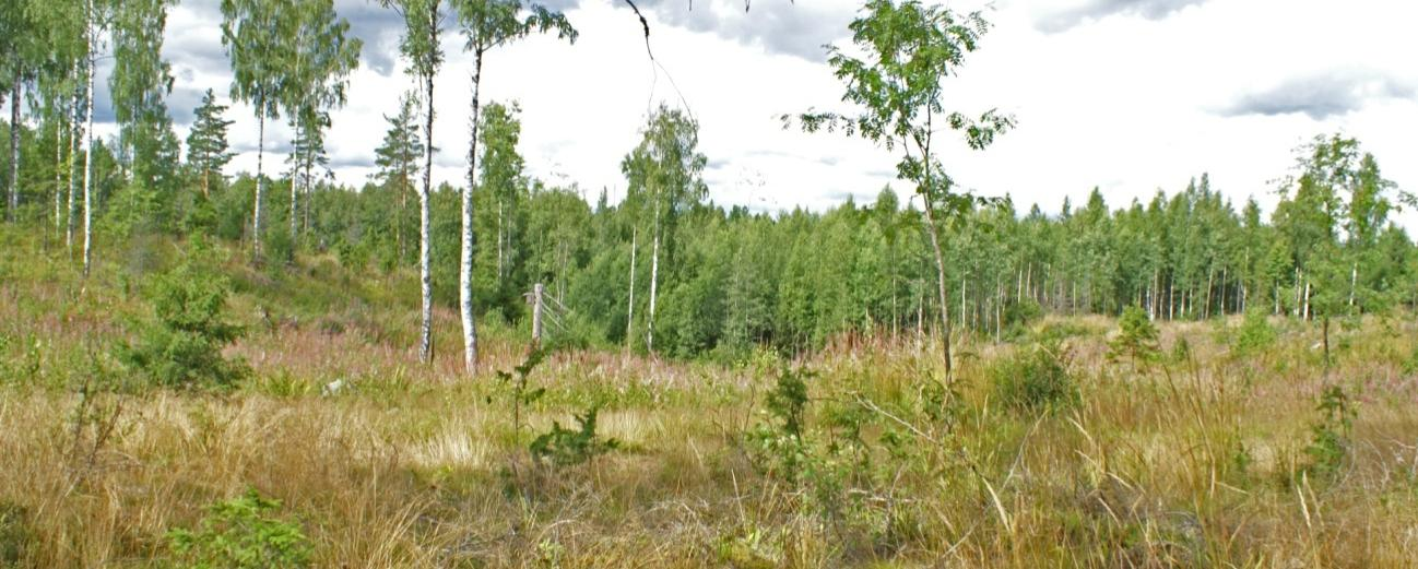 27 Kuva 14. Näkymä hankealueelle johtavalta Seisepuuntieltä lähimpien rakennusten suuntaan.