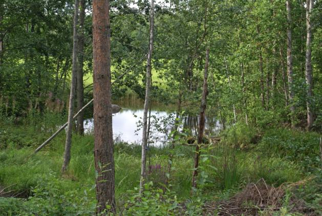 57 ojitus ottoalueella ei aiheuta vesilain 1 luvun 15, 18 tai 19 :ssä tarkoitettuja muutoksia tai seurauksia ympäristöön. Ympäristölupaviraston lupaa ojitukselle ei katsota tarvittavan.