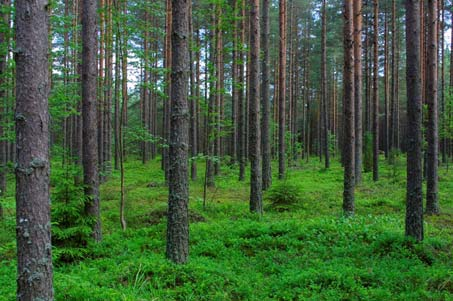 Männikön tuotos eri kasvupaikoilla m³/ha 8 6 4 2 ja kuivahkon kankaan kasvupaikalla OMaT OMT MT VT CT ClT Männikön tuotos maan