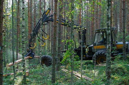 Hybridihaapa Haapa Rauduskoivu Kuusi Mänty Metsien käsittelyn vaikutukset Metsänuudistaminen ja taimikonhoito Harvennushakkuut