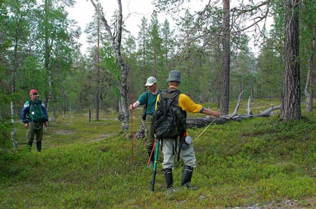otos tavallisista metsistä metsien tilan seuranta