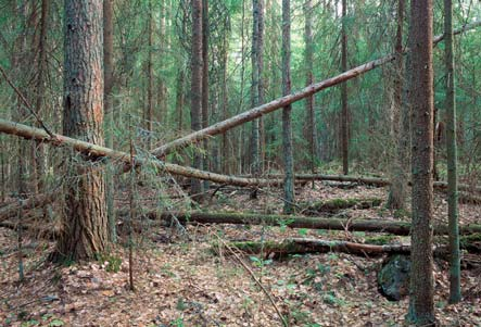 Luonnontilainen koeala Puuston
