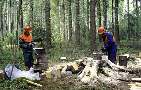 kasvumittaukset vuosilustoista