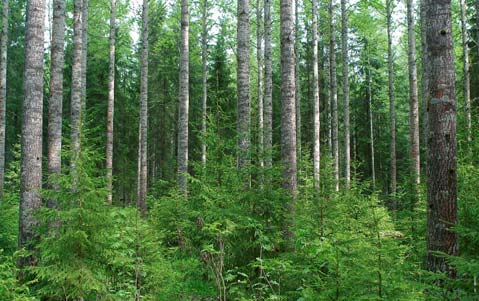 Tutkimustiedon käyttö Tietoa tuotetaan metsiä koskevan päätöksenteon tueksi Metsien käsittelysuosituksissa kasvatettavan puulajin valinta taimikonhoidon ajankohta ja voimakkuus harvennusten ajankohta