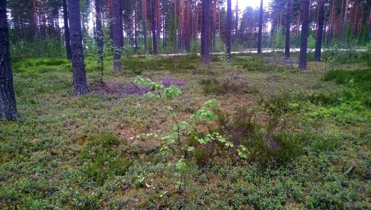 23 13. Holman itäpuolen kangas (LIITTEET, Kartta 2.