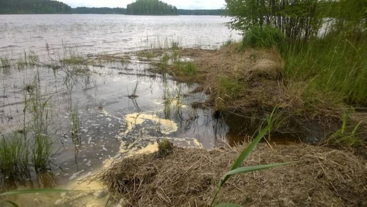 Peltoja ympäröivät metsät ovat puustoltaan kookasta lehti- tai sekametsää (OMaT, ORT), vain Hennalantien varren metsät ovat mäntyvaltaista MT -kangasta (paikoin VT-kangasta).