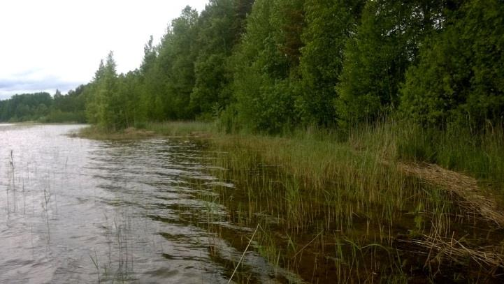 Erityisesti rantavyöhykkeessä ja tilan eteläpuolen metsäsaarekkeessa oli todettavassa varsin paljon kookkaita haapoja ja koivuja, joista osa todettiin kolopuiksi (Kuva 46.).